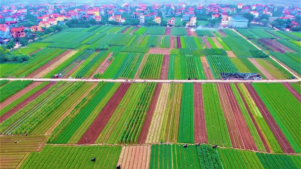 Bức tranh thanh bình ở 'thủ phủ' rau, củ, quả