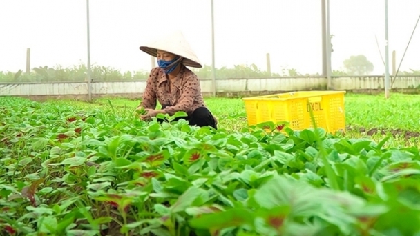 Hà Nội ‘chạy đua’ sản xuất phục vụ nhu cầu thực phẩm dịp Tết Nguyên đán