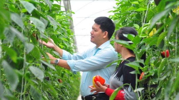 Luật HTX sửa đổi: Xây dựng hệ sinh thái tổ chức kinh tế hợp tác mạnh