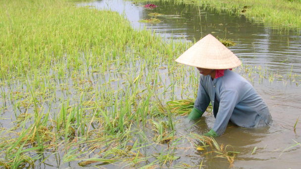Dùng vốn dự phòng phát triển đất lúa khắc phục sự cố sạt lở