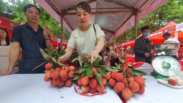 Hưng Yên quảng bá loại vải to như quả trứng gà