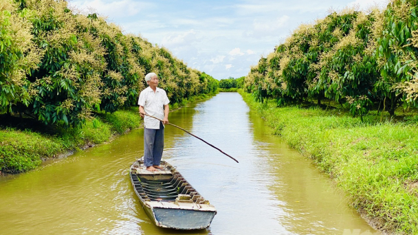 Chỉnh trang thủy lợi nội đồng, nông nghiệp Cần Thơ 'cất cánh'