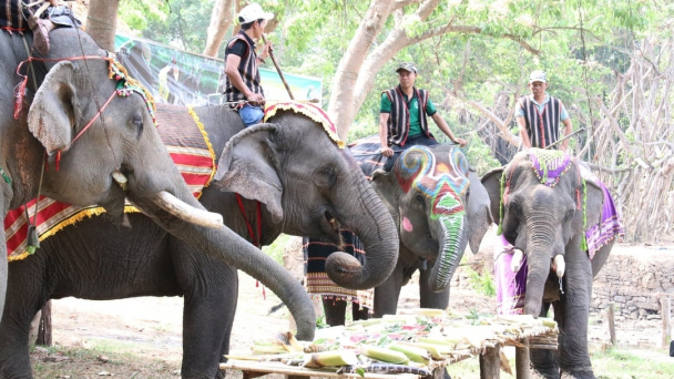 Ngày hội 'ăn thả phanh' của những chú voi Buôn Ma Thuột