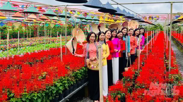 Làng hoa Sa Đéc rực rỡ như tranh vẽ ngày cận Tết