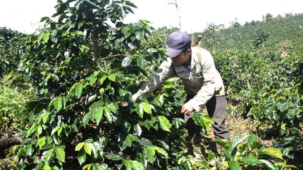 Kon Tum trồng mới 1.000 ha cà phê xứ lạnh