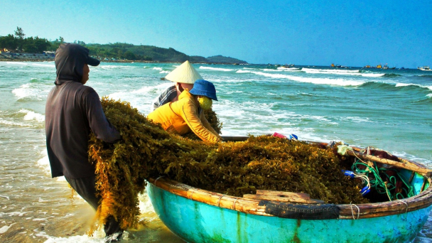 Ngăn chặn khai thác rong mơ kiểu tận diệt