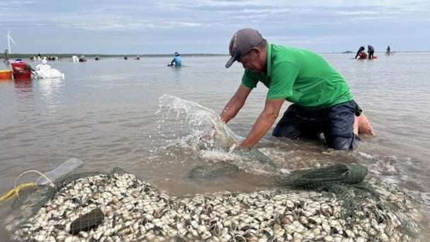 Developing internationally standardized mollusk farming areas to increase export value