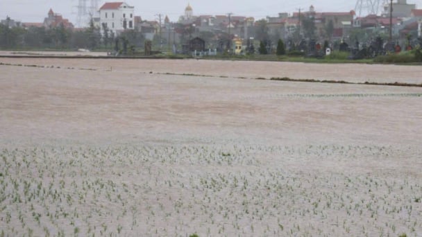 Ninh Bình: Gần 80.000 ha lúa bị ngập, khẩn trương khắc phục hậu quả