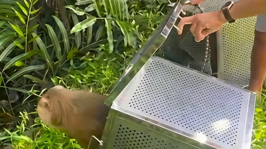 Cần Thơ thả 3 cá thể khỉ về môi trường tự nhiên