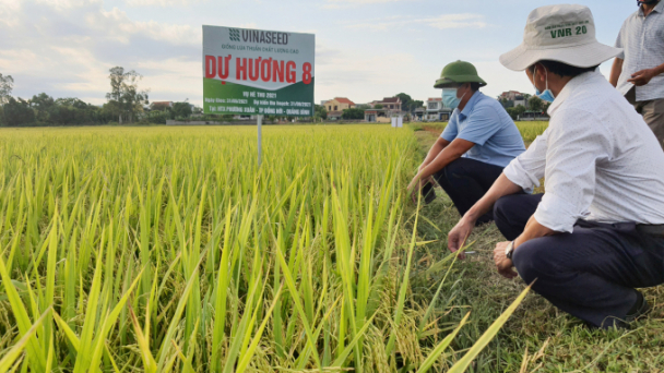 Dự Hương 8 bén đất Quảng Bình
