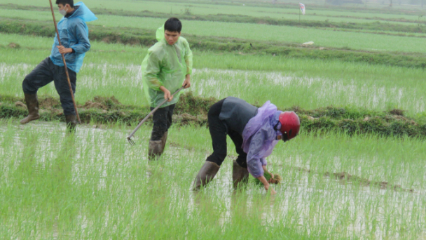 Trong mưa lạnh đầu Xuân, nông dân Quảng Bình vẫn hăng say ra đồng