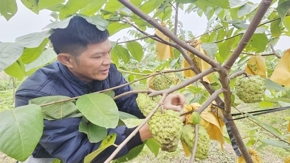 Canh tác ‘không làm phiền đất' trên vùng cát bạc màu