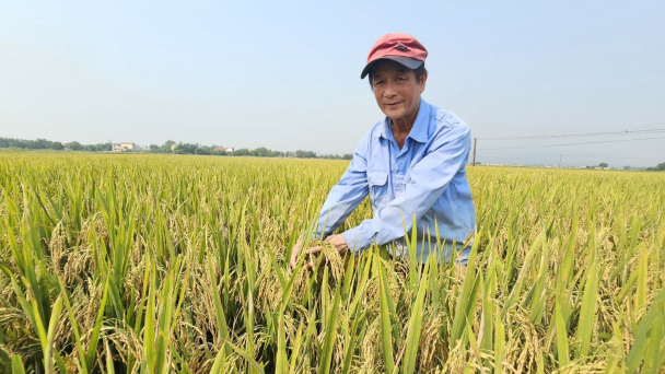 Trồng lúa hướng hữu cơ, gieo sạ cụm, bán tươi tại ruộng lãi 25 triệu đồng/ha
