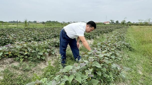 Thiếu nước vụ hè thu: Tưới đâu chắc đó