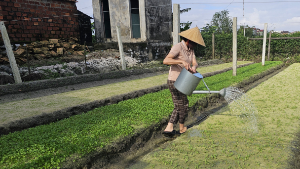 Nông dân Lệ Thủy hối hả vào vụ rau Tết
