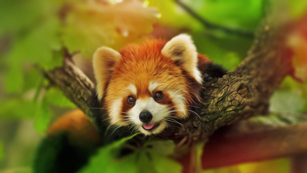 Gấu trúc đỏ quý hiếm có 2 loài riêng biệt