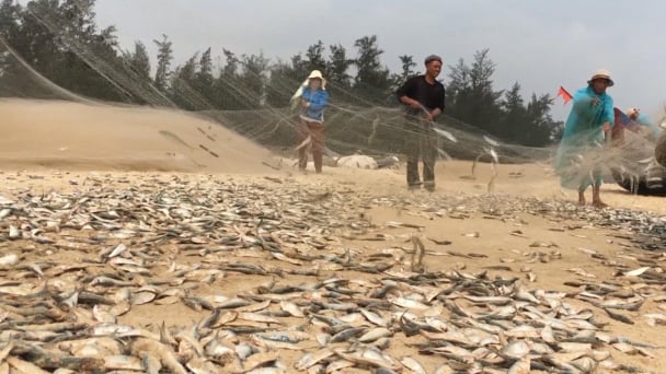 Ngư dân Quảng Trị trúng vụ cá trích