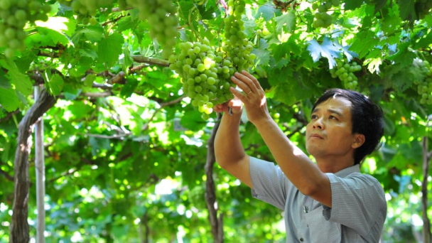 Bí quyết giúp vườn nho lúc lỉu, căng mọng dù khô hạn khốc liệt
