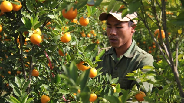 Nông dân phố núi trồng quất bán Tết, lãi ròng hơn 300 triệu đồng