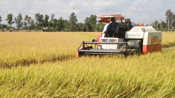 Vụ lúa đông xuân khu vực ĐBSCL thắng lợi toàn diện