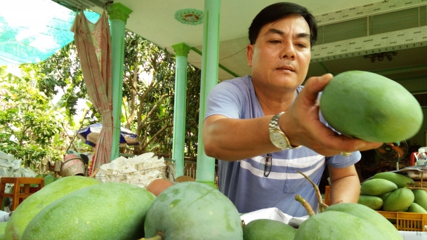 SOFRI lai tạo ra nhiều giống cây ăn quả mới