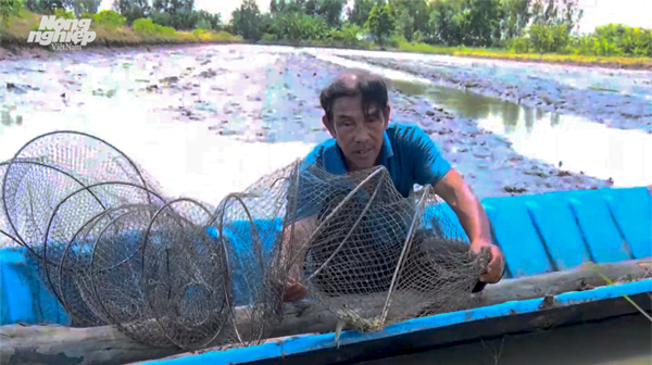 Mô hình nuôi tôm càng xanh trong ruộng lúa