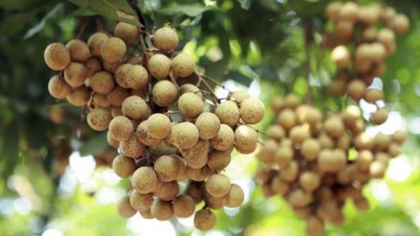 Bản tin Truyền hình Nông nghiệp trưa 29/7/2021