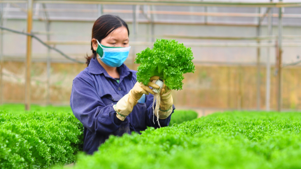 Nông dân gắng gượng, đặt niềm tin vào sản xuất trong đại dịch Covid-19