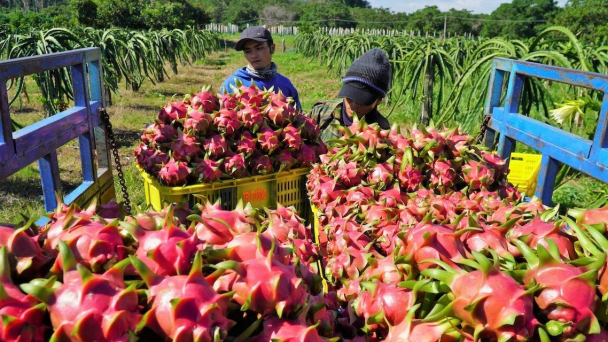 Nối lại xuất khẩu thanh long qua Cửa khẩu Kim Thành