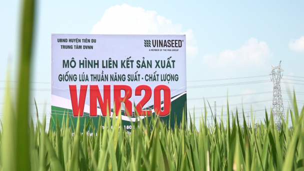 Lúa VNR20 cứng cây, chống đổ, năng suất cao trong vụ mùa 2021