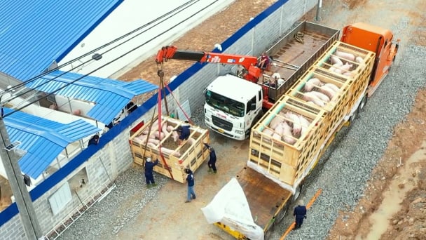 Tổ hợp nông nghiệp ứng dụng công nghệ cao DHN chính thức hoạt động