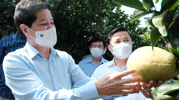 Bộ NN-PTNT gợi ý tỉnh Hòa Bình tái canh cây có múi