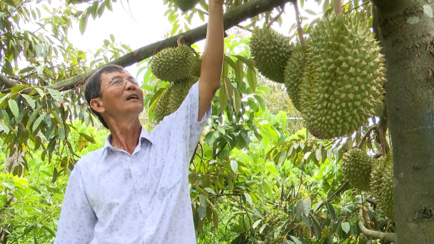 Nâng cao tiêu chuẩn trái cây để đáp ứng nhu cầu của thị trường