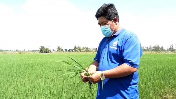 Lúa tím chống chịu ‘khủng’ trồng trên đất tôm