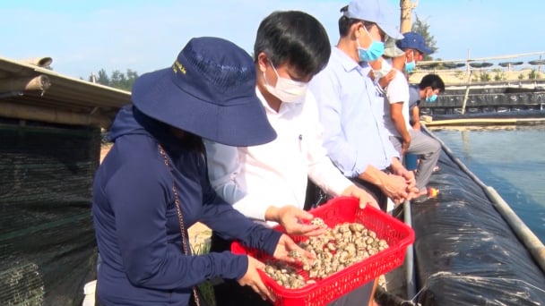 Nông nghiệp Quảng Trị một năm vượt khó