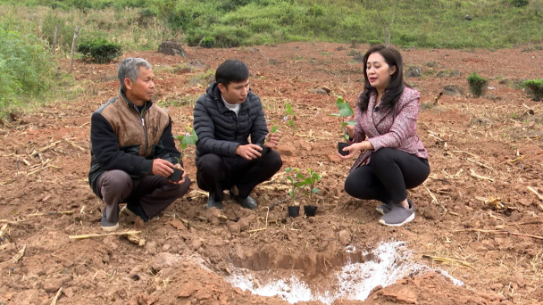 Kỹ thuật trồng và chăm sóc chanh dây cho năng suất, hiệu quả kinh tế cao