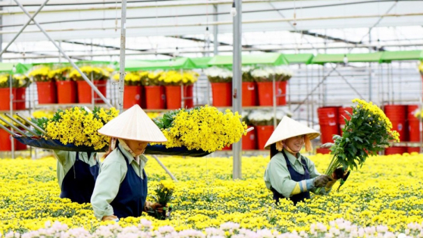 Giá hoa Đà Lạt tăng mạnh dịp cận Tết