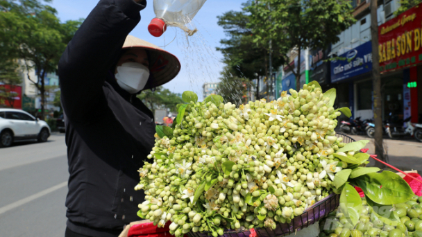 Hà Nội thơm ngát mùa hoa bưởi