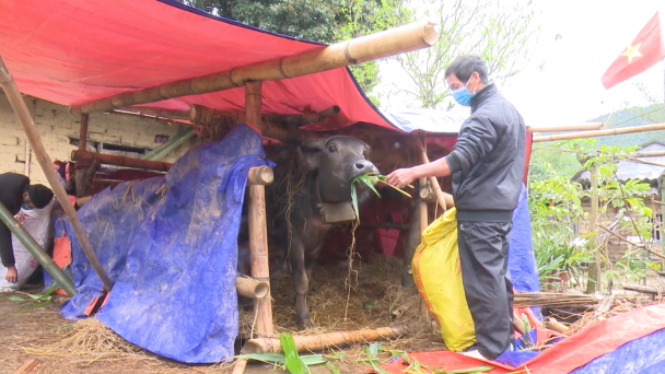 Tăng cường chống rét cho vật nuôi