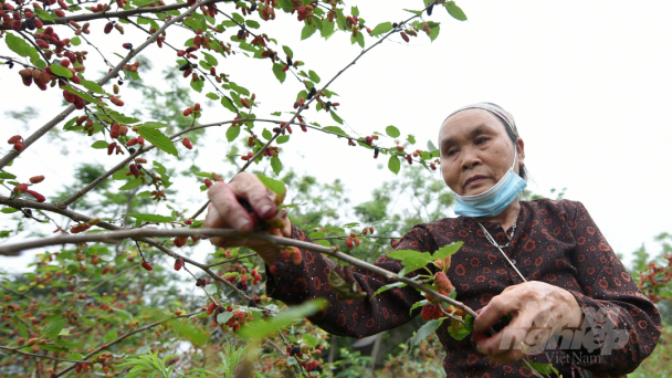 Mùa dâu tằm chín đỏ