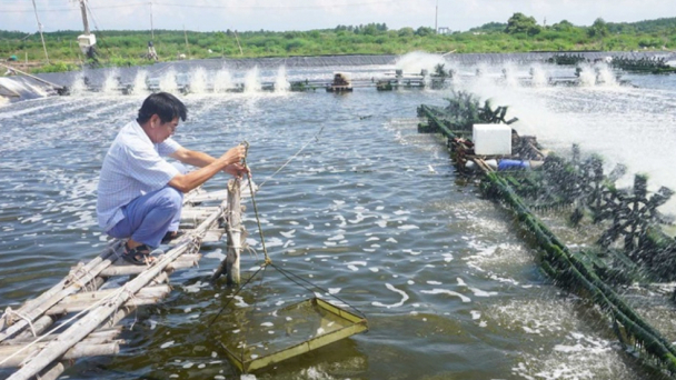 Nuôi tôm đạt hiệu quả tối ưu nhờ vào chuyển đổi số