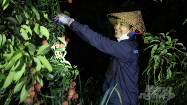 Nửa đêm soi đèn tất bật hái vải chính vụ