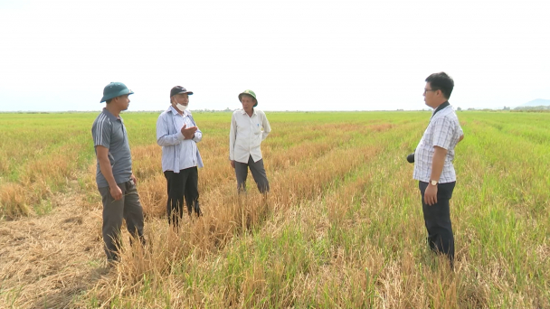 Giá vật tư phân bón tăng cao nhiều ha đồng ruộng bỏ hoang không sản xuất