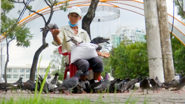Chật vật kiếm sống, ông lão vẫn miệt mài 10 năm nuôi đàn chim hoang dã