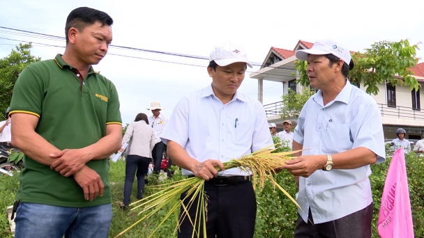 Khảo nghiệm nhiều giống lúa thích ứng biến đổi khí hậu