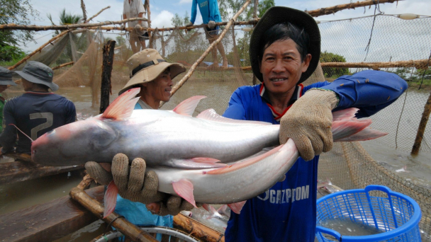 Xuất khẩu tôm và cá tra tăng trưởng trái chiều