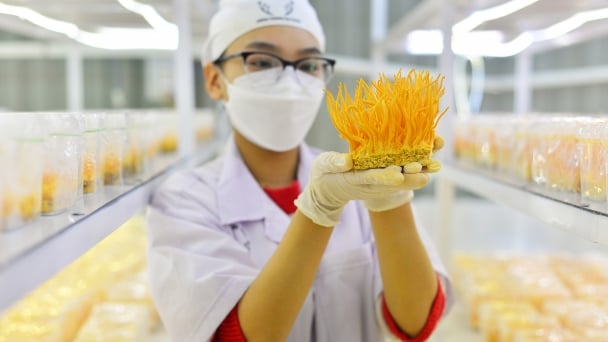 'Đột kích' xưởng sản xuất nấm đông trùng hạ thảo của 9X Đà Lạt