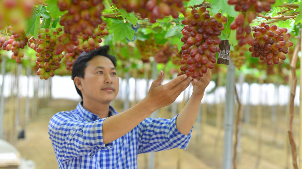 Dựng nhà màng, trồng giống nho mới thu về gần nửa tỷ đồng