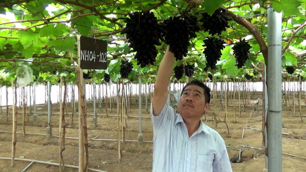 Trồng nho trong nhà màng, mùa mưa nông dân vẫn thu hoạch khủng