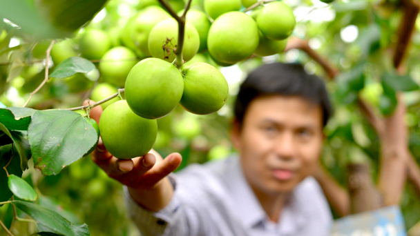 Mục sở thị giống táo bom TN01 'làm mưa, làm gió' ở Ninh Thuận